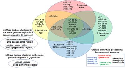 Extracellular Vesicles: Schistosomal Long-Range Precise Weapon to Manipulate the Immune Response